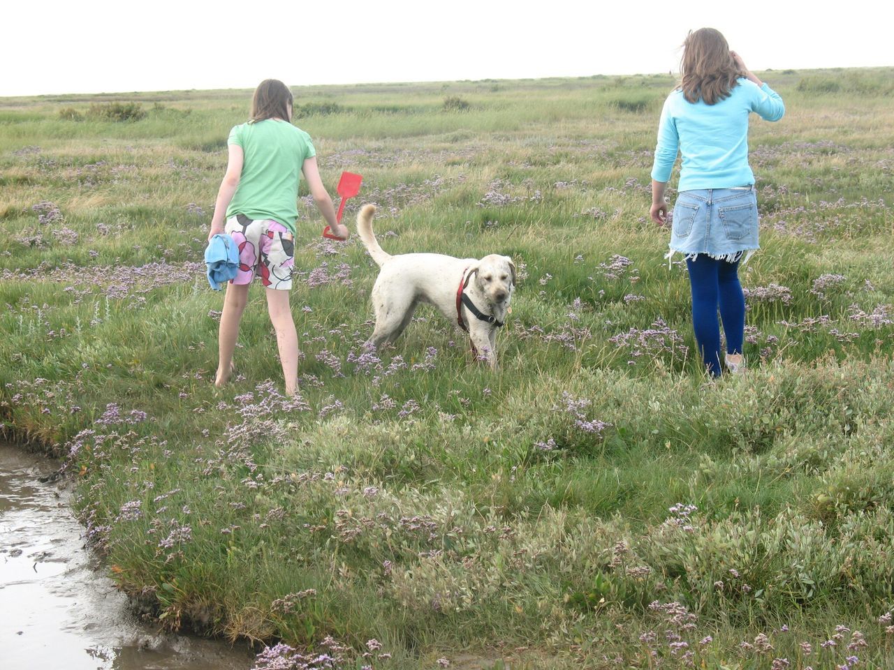 domestic animals, grass, animal themes, pets, field, mammal, full length, one animal, dog, casual clothing, standing, rear view, grassy, lifestyles, walking, leisure activity, landscape, men