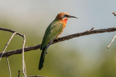 Close-up of bird perching on branch