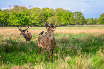 Deer in a field