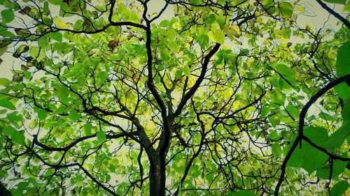 Low angle view of trees in forest