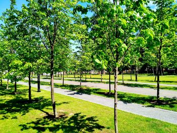 Trees in park against sky