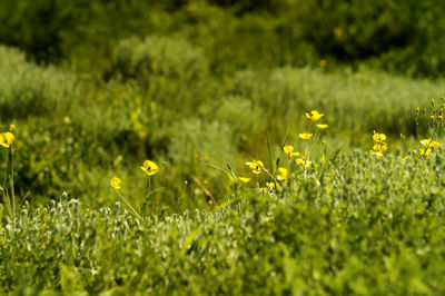 Yellow wildflowers in field