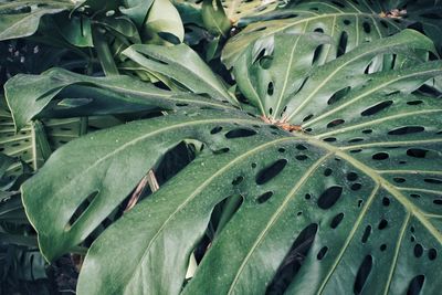 High angle view of wet plant leaves