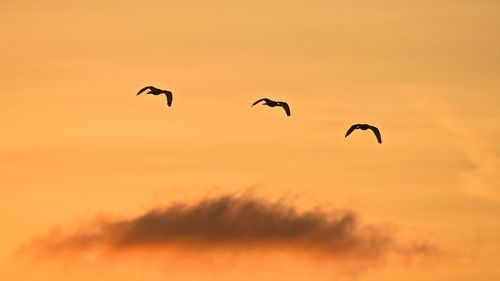Silhouette of birds flying in sky