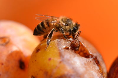 Close-up of insect on orange