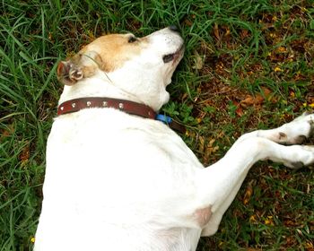 Dog lying on grassy field