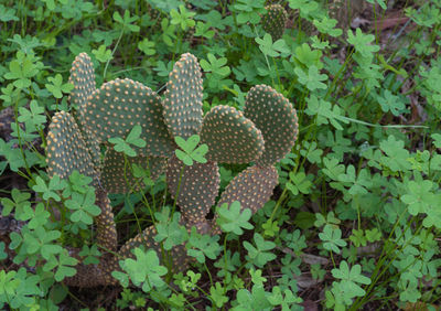 High angle view of succulent plant on field