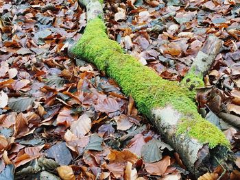 High angle view of moss on tree trunk