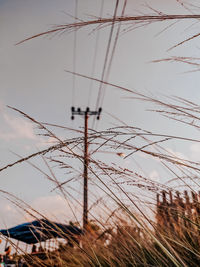 Low angle view of plants against sky