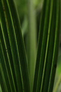 Close-up of palm tree leaves