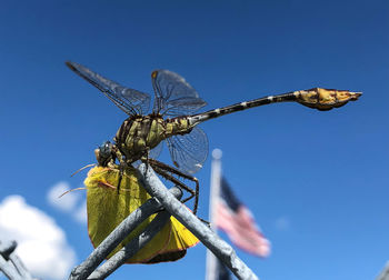 Close-up of dragonfly on plant against blue sky