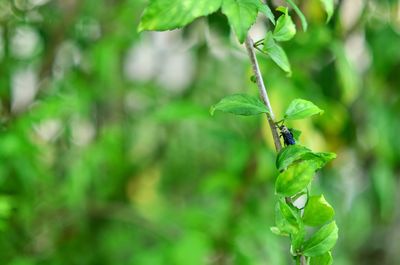 Close-up of insect on plant