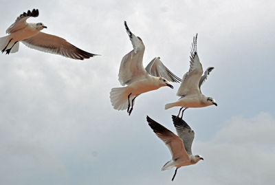Low angle view of seagulls flying against sky