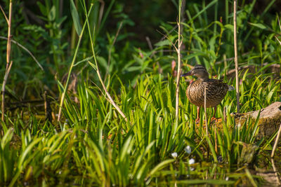 Bird perching on a field