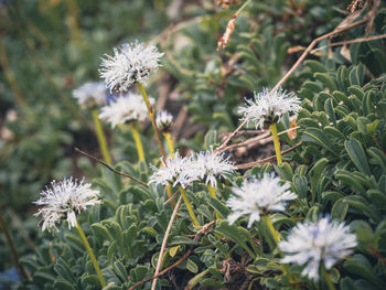 Close-up of white flowering plant on field