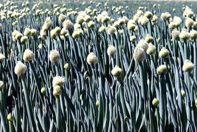 Close-up of flowering plants on field