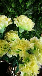 Close-up of yellow flowers