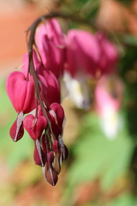 Close-up of pink flowering plant