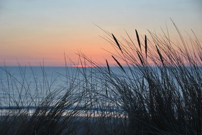 Reed grass on beach at dusk