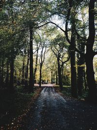 Road amidst trees in forest