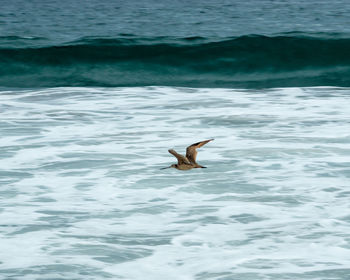 Seagull flying over sea