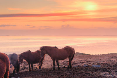 Horses on land against sky