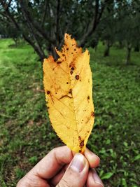 Close-up of hand holding yellow leaf on field