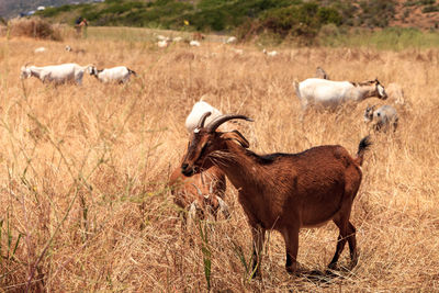 Goats cluster along a hillside with saddleback mountains in the distance in aliso and wood canyons 