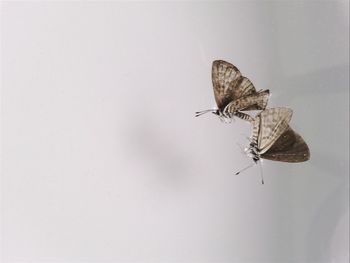 Close-up of insect on wall