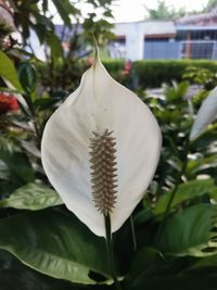 plant