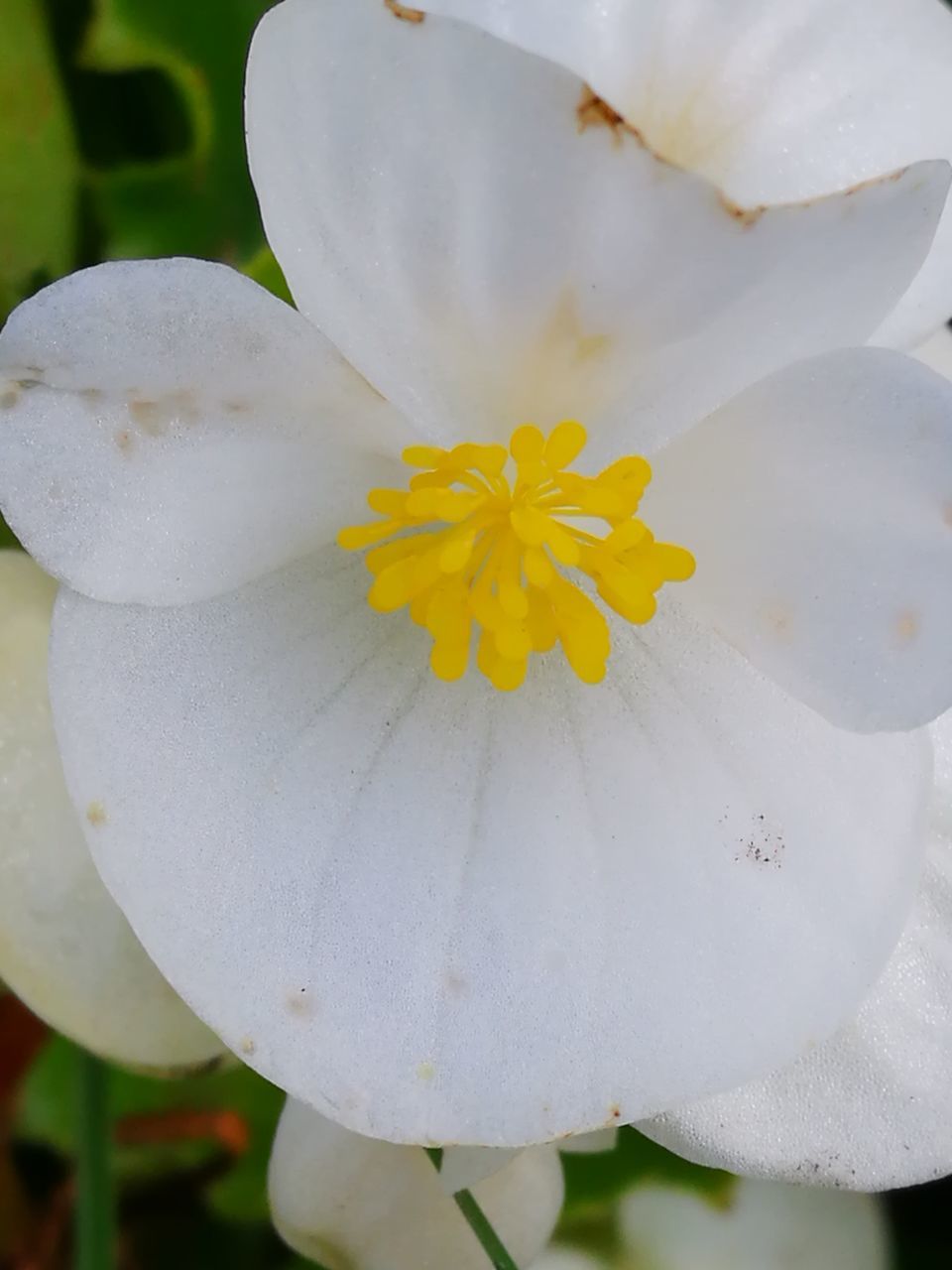 flowering plant, flower, plant, beauty in nature, vulnerability, freshness, petal, fragility, flower head, inflorescence, close-up, white color, growth, nature, pollen, yellow, focus on foreground, no people, day, softness