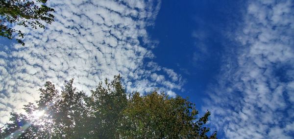Low angle view of tree against sky