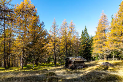 Trees on field against sky during autumn