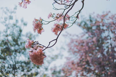 Close-up of cherry blossoms in spring