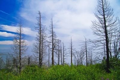 Bare trees on field against cloudy sky