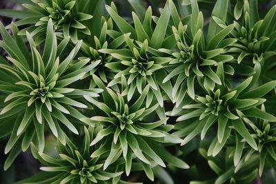 High angle view of succulent plant