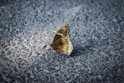 Close-up of butterfly on road