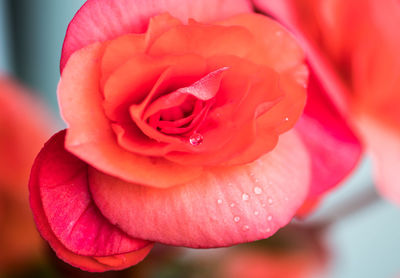 Close-up of pink rose blooming outdoors