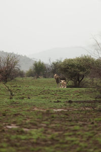 Horses in a field