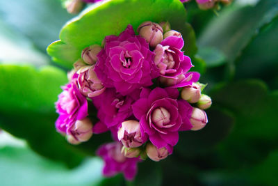 Close-up of pink rose flower