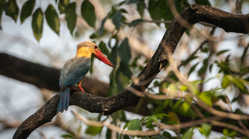 Low angle view of bird perching on branch