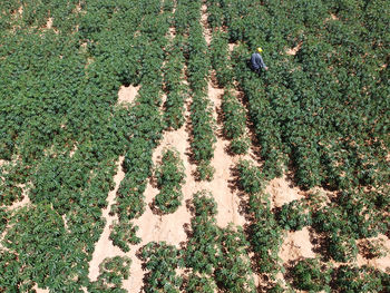 High angle view of plants on field