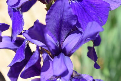 Close-up of purple flowering plants