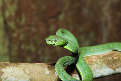 Close-up of green lizard