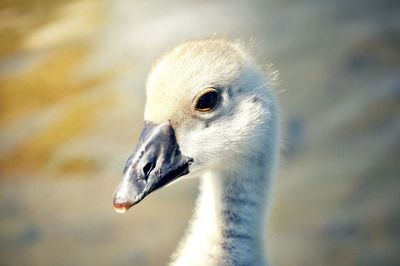 Close-up of swan