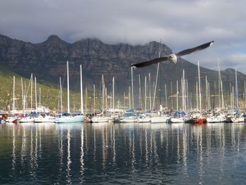 Seagull flying over sea with boats at harbor