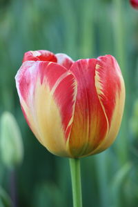 Close-up of red tulip