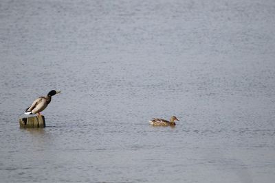 Mallard duck calling to female duck on lake