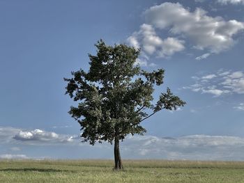 Tree on field against sky