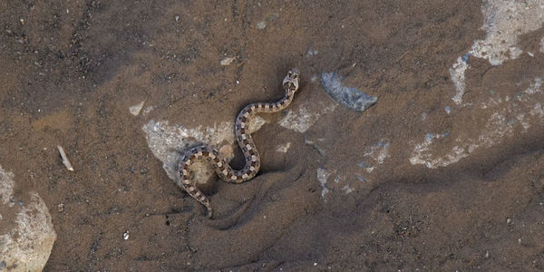 High angle view of lizard on wet land